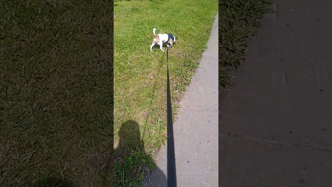 Прогулка с бобой смотреть онлайн