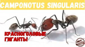 Содержание Camponotus singularis