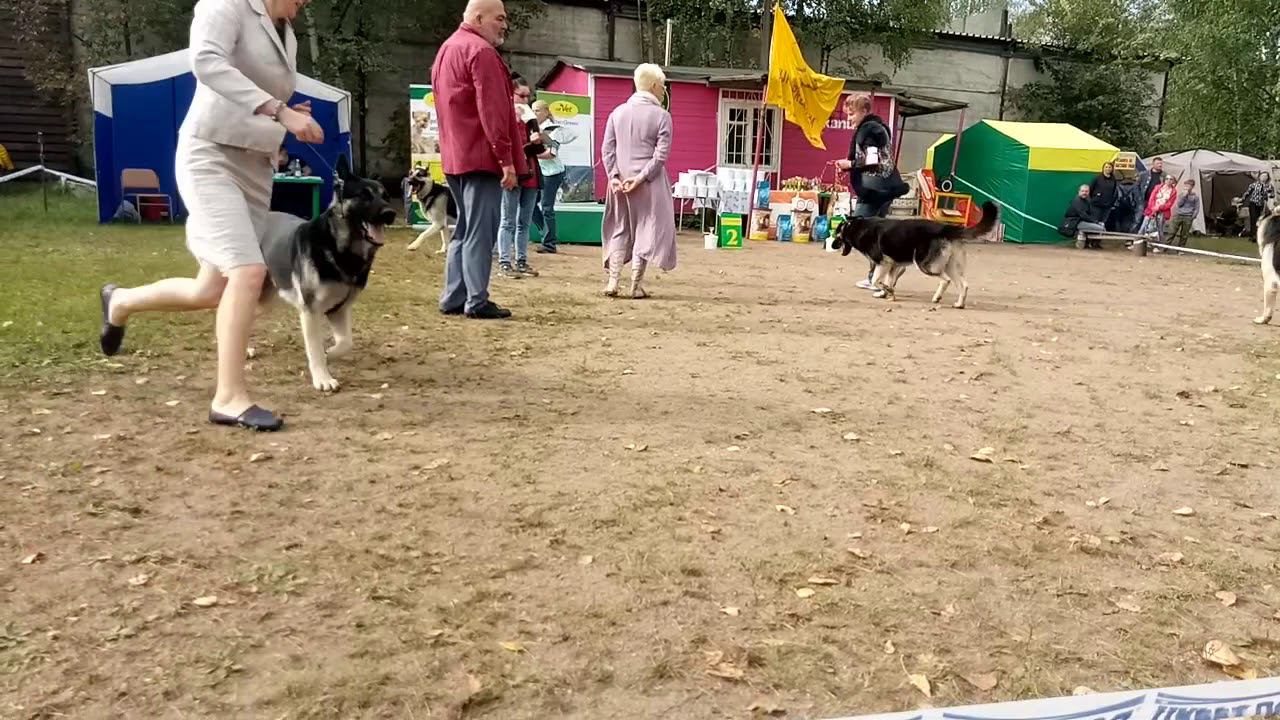 Кобели открытый смотреть онлайн