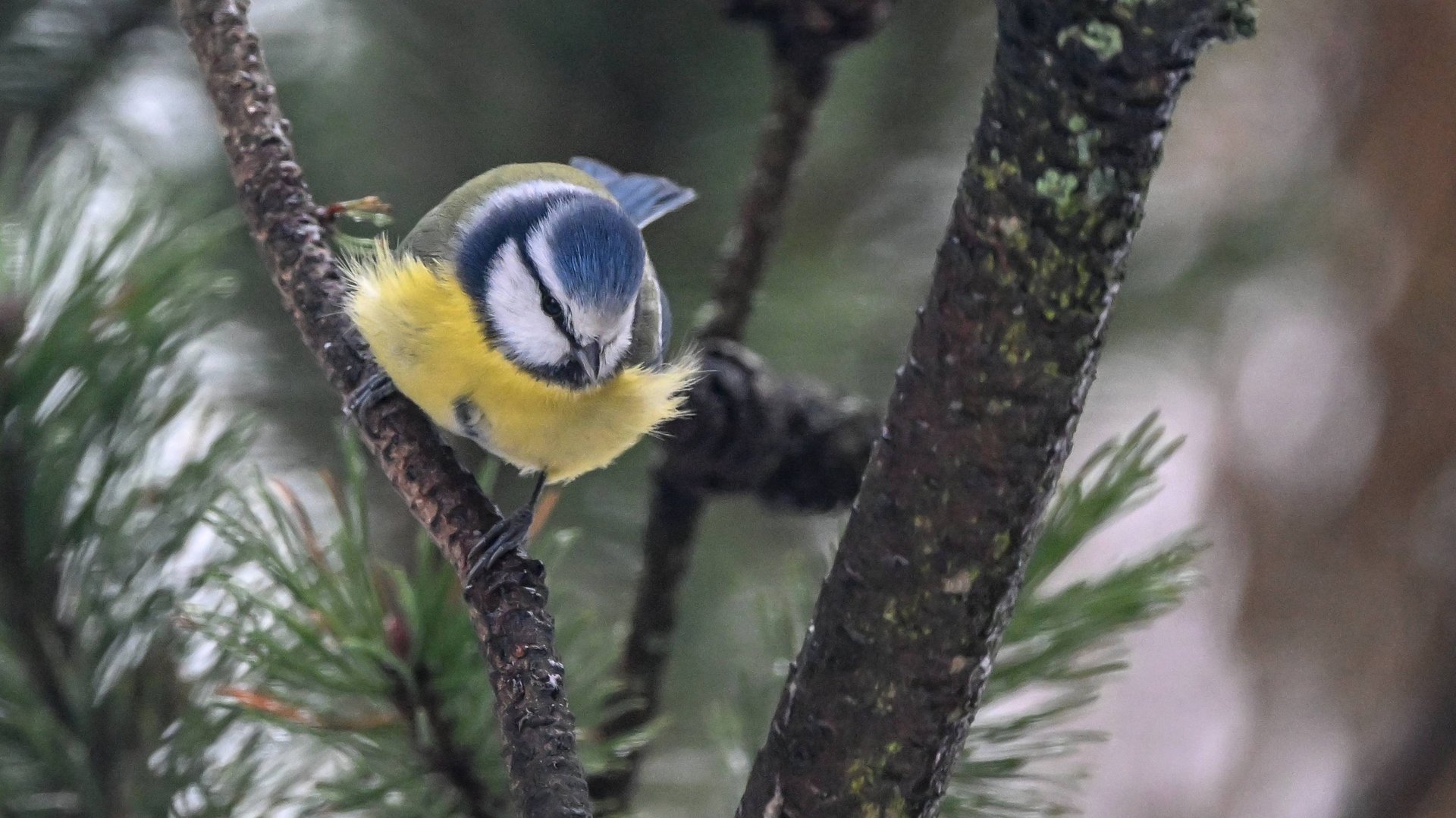 Синицы смотреть онлайн