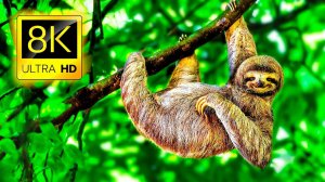 УДИВИТЕЛЬНЫЕ ЖИВОТНЫЕ 4K ULTRA HD • Расслабляющая музыка, красивая дикая природа, звуки природы