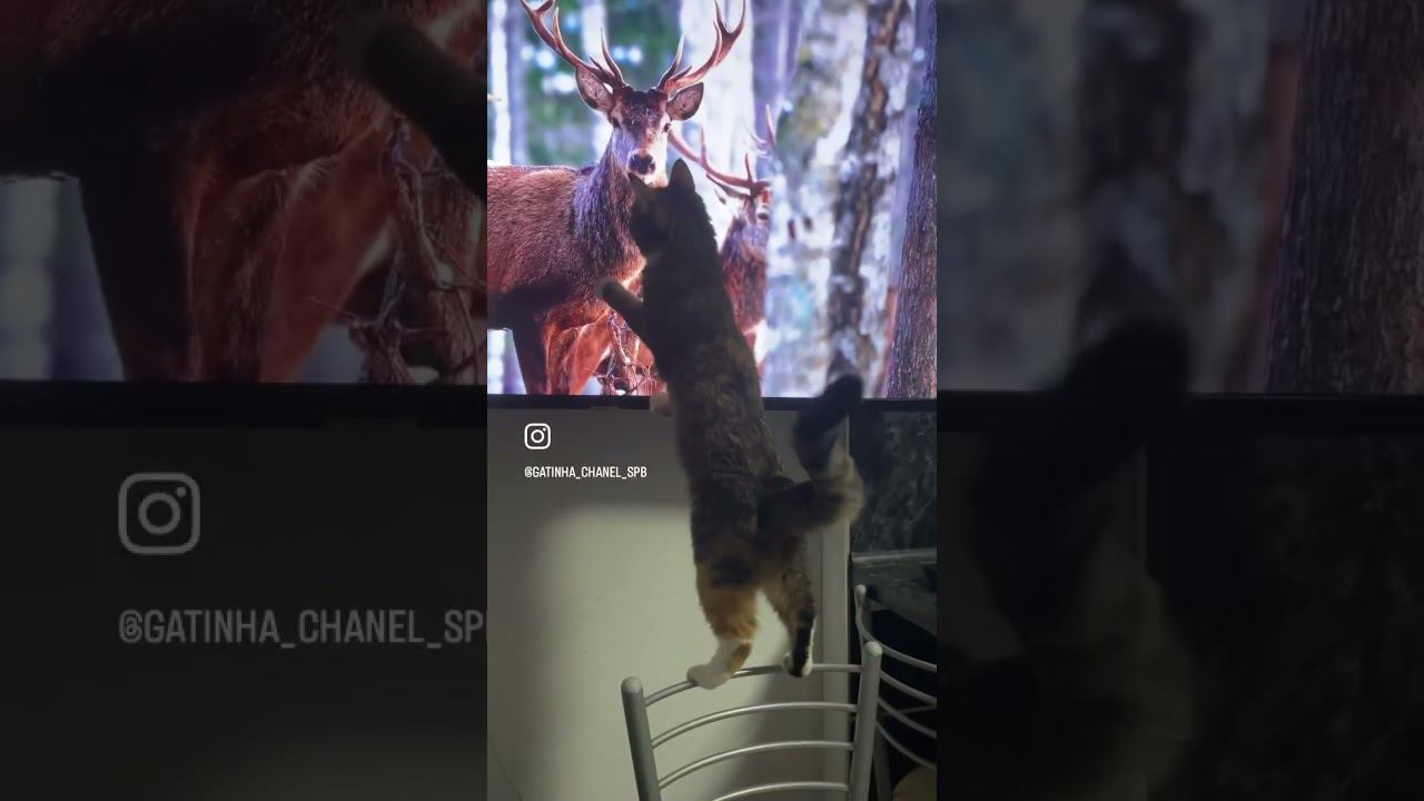 Волшебная кошка