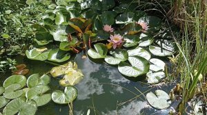 Как выросла нимфея в нашем прудике всего за год с небольшим))))