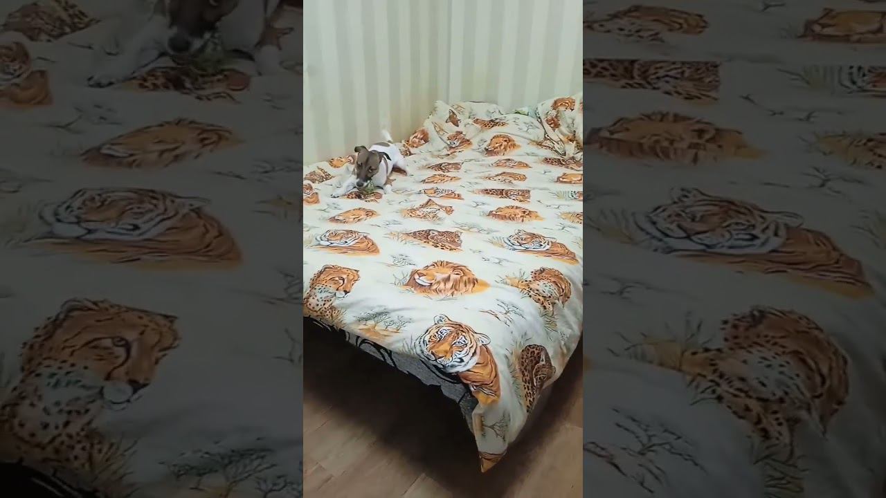 Боба Смоки #джекрасселтерьер смотреть онлайн