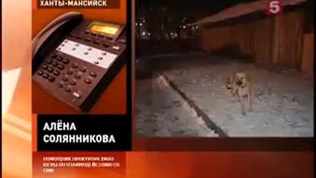 За смерть мальчика от собак ответят чиновники смотреть онлайн