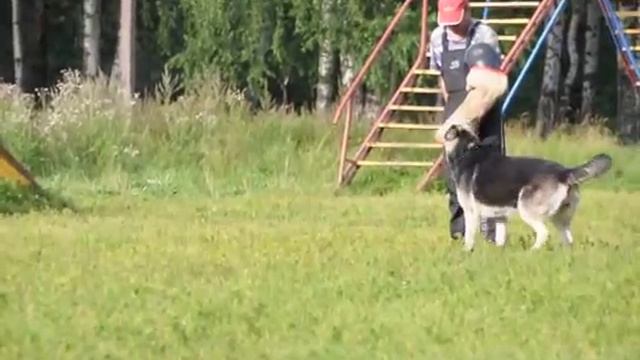 IВ,Д,КАБИРА Кеннел смотреть онлайн