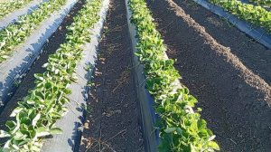 Выращивание клубники в Адыгее