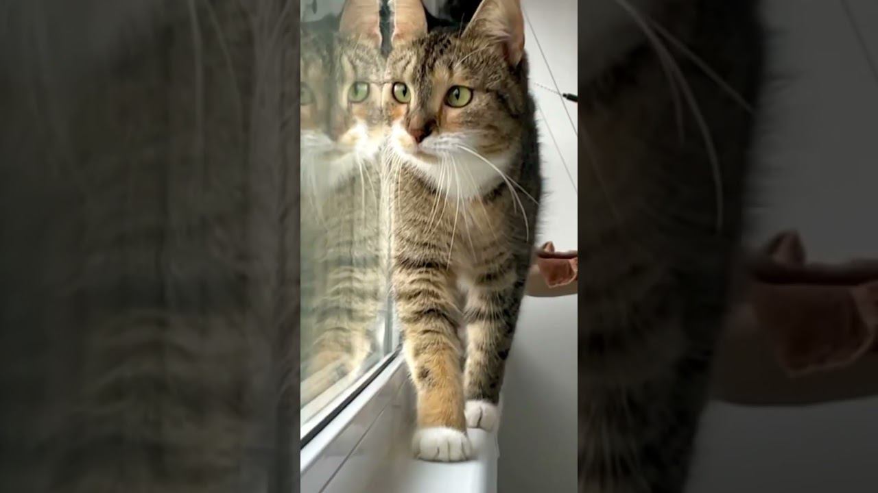 Моя пантера