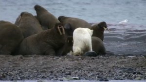 Белый медведь охотится на моржей.