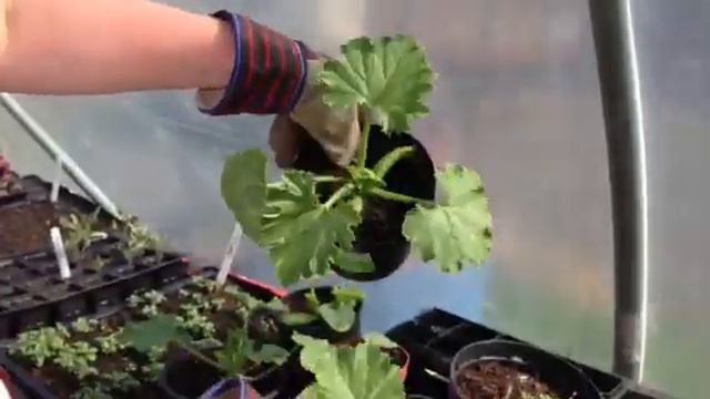 Debbie's Polytunnel Diary #2