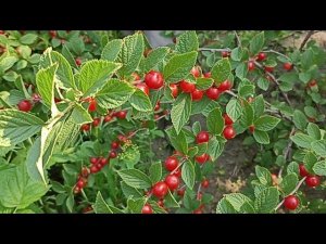 Войлочная вишня