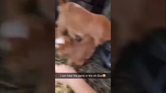 ЗАБАВНЫЕ КОЗЛЯТА смотреть онлайн