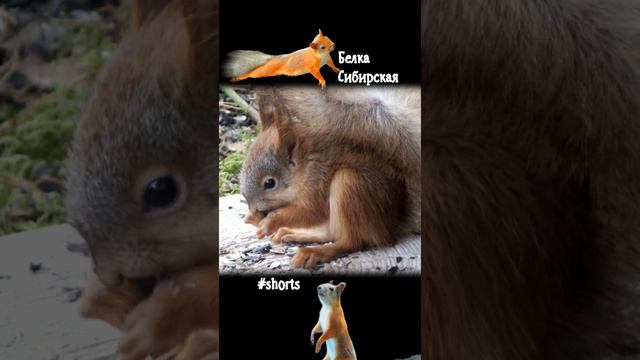 Бельчонок Гризли грызет семечки