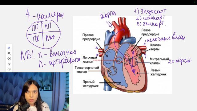 Строение сердца человека |Анатомия человека | Био с Даной смотреть онлайн