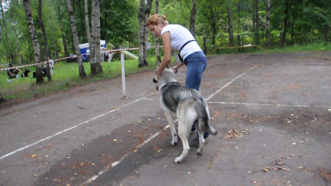 Занзибар.кл.Промежуточный смотреть онлайн