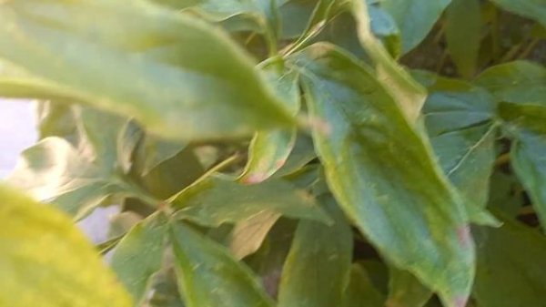 Холодное сердце 3 часть на пляже😁😁😁