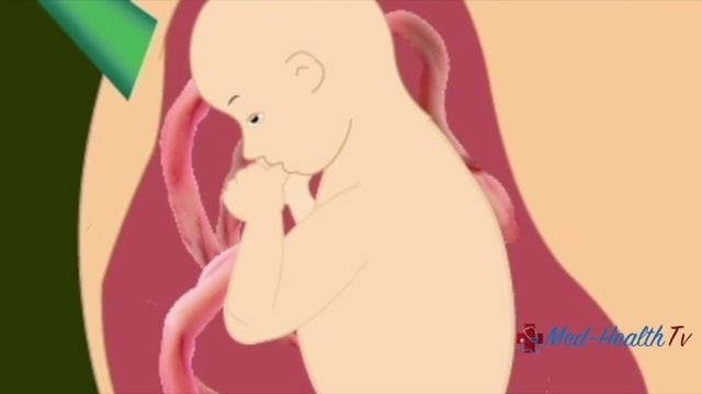 Pregnancy | Hindi | Week by Week - Week 26 | गर्भावस्था - सप्ताह 26 - Month 6 смотреть онлайн