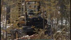 Галилео. Лесозаготовки