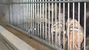 Галилео. Перепелиные яйца