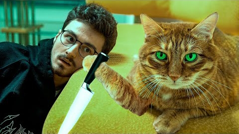 Мой кот точно пытается меня убить смотреть онлайн