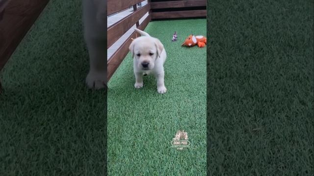 ⚜️ДИОИНИС ПРАЙД⚜️ Есть свободные щенки!!! ❤️🐶🤗 От очень шикарных родителей 🐶❤️🐶💯🥇🏆