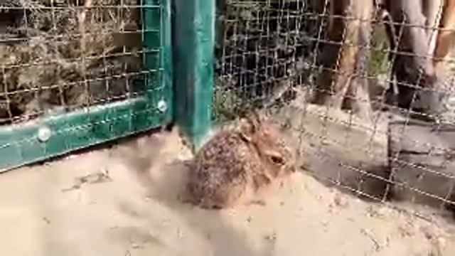 Третий Стрим С Зайчатами. Малыши Гуляют смотреть онлайн