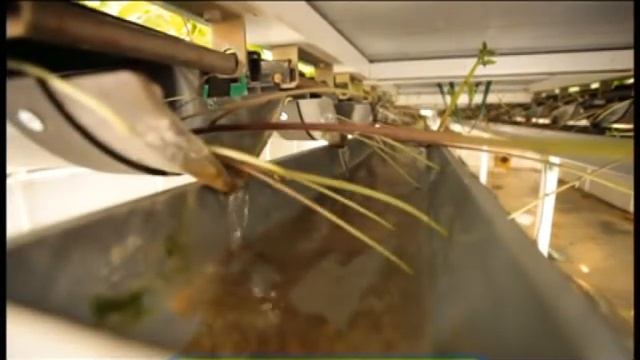 Галилео. Картофель смотреть онлайн