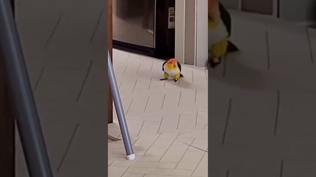 Так выглядит идеальный побег 😃 смотреть онлайн