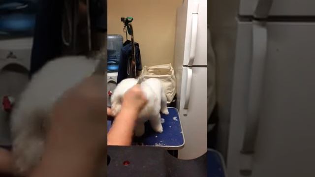 Pet style bichon head by Lisa Roberts смотреть онлайн