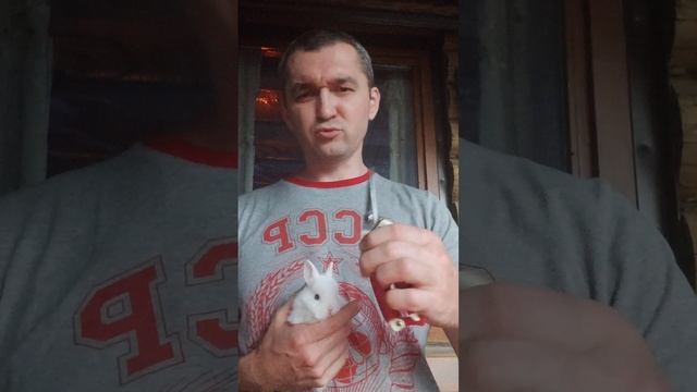 Когда стричь когти кролика 🧐 смотреть онлайн
