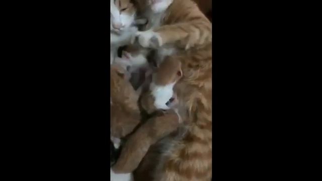 Веселая минутка!! смотреть онлайн