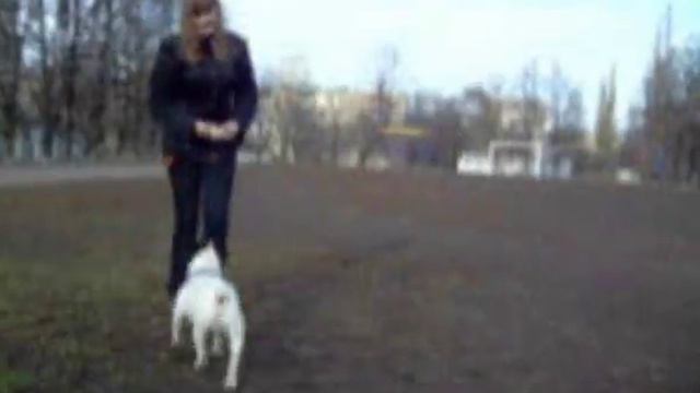 Французкий бульдог.Мастерство дрессировки смотреть онлайн