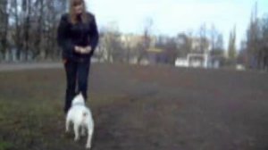 Французкий бульдог.Мастерство дрессировки