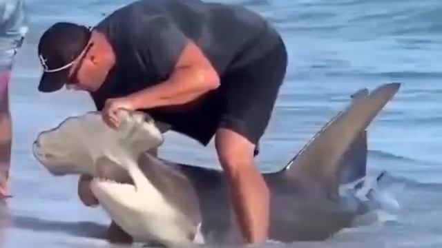 Спасение акулы-молота смотреть онлайн