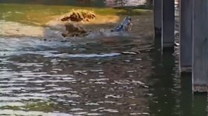 ГалилеоКак рождаются крокодилы?