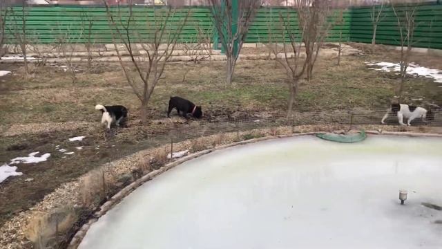 Французские бульдоги прощаются с зимой ❄️🌱 смотреть онлайн