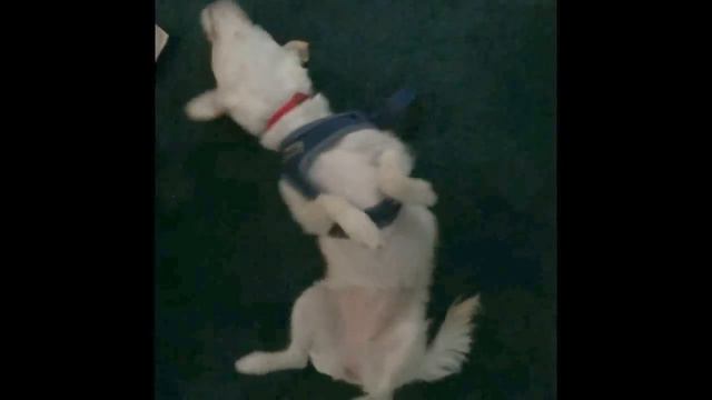 Drake - Dog line Bling смотреть онлайн