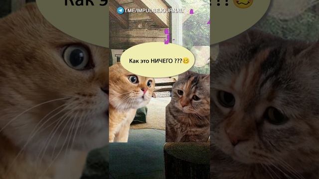 До свадьбы заживет #мыкотики #вмем #разговор #анекдот #шутки #кот #юмор #смешное #прикольно #мемы смотреть онлайн