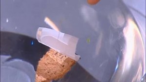 Галилео. Эксперимент. Вода в сите