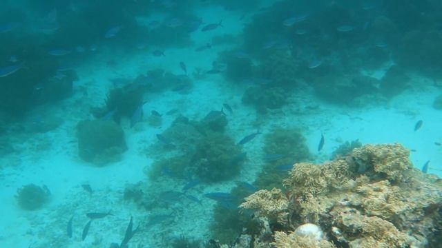 Snorkeling At Yanggelo 2023
