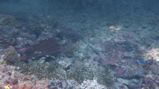 Raja Ampat Snorkeling On The North Side Of Aljuy Passage Part 2 2024