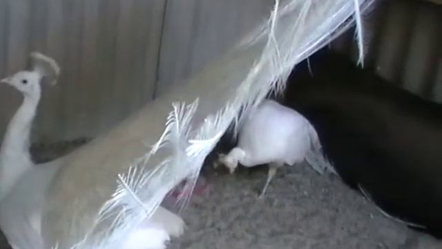 Белые павлины смотреть онлайн