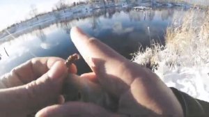 Первые впечатления. Спиннинг Graphiteleader Corto Prototype Nuovo GNCPS-612UL-HS