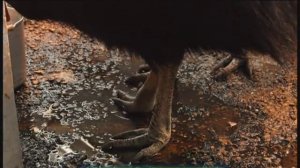 Галилео. Зоопарк. Птицы