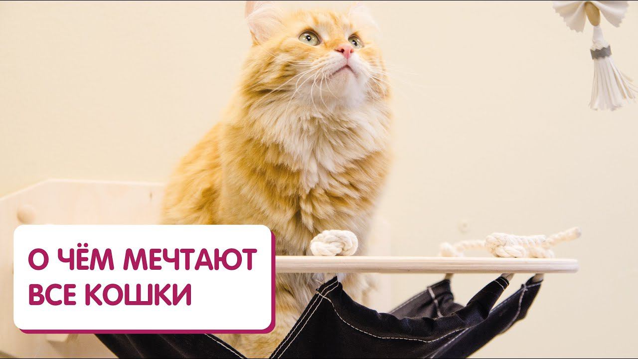 Когтеточки, лежанки, гамаки и домики для кошек смотреть онлайн