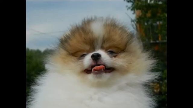 Ускакала в поле молодая лошадь смотреть онлайн