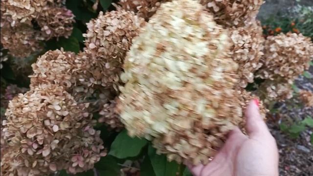 Когда обрезать гортензии🤔 смотреть онлайн