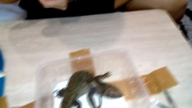 К нам приехал капский варан♥ смотреть онлайн
