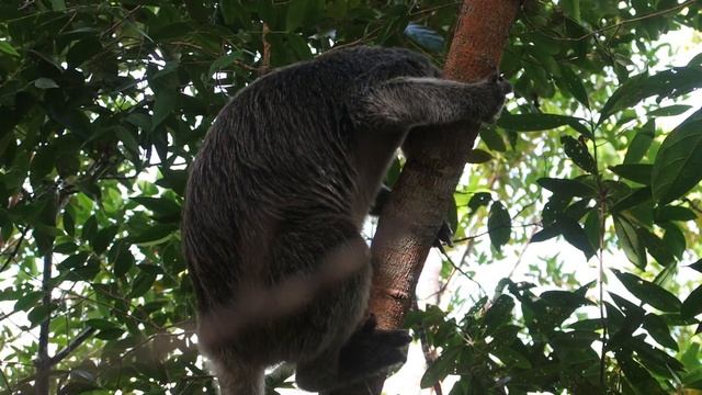 Grey Tree Kangaroo Raja Ampat Pulau Kri Warahnus Dive Homestay 2023