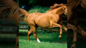 Далеко ускакала лошать